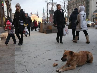  Un perro callejero en la calle de Tverskaya de Mosc&uacute; el pasado diciembre.