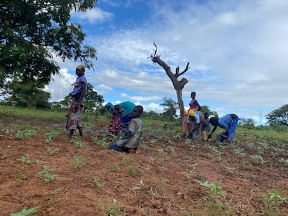 Una jornada de trabajo en el campo de Matorukou, a las afueras de Bobo-Dioulasso. En la fotografía, las mujeres desplazadas siembran judías, un alimento que en los últimos cinco años ha pasado de valer 150 francos CFA (0,22 céntimos de euro) el kilo a 300 francos CFA (0,45 céntimos de euro).