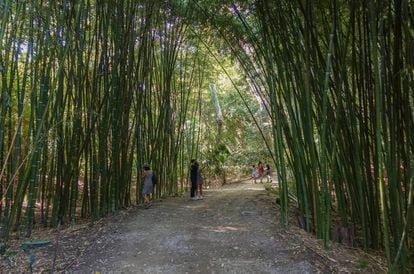 Túnel de bambúes gigantes en el Jardín Botánico malagueño.