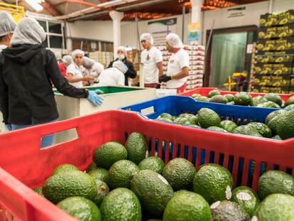 Aguacate Uruapan Michoacán