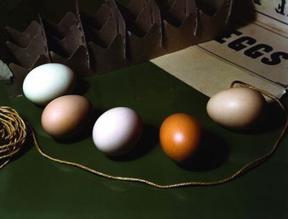 Five Eggs [Cinco huevos], 1951.