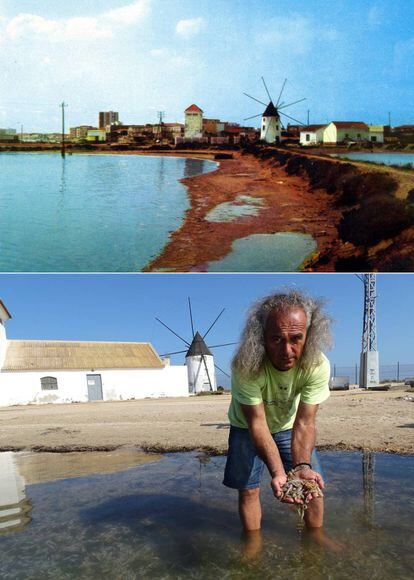 Arriba, molino en la costa del Mar Menor de San Pedro del Pinatar en una postal de los años setenta. Abajo, Pedro García, director de la Asociación de Naturalistas del Sureste, muestra algunos de los miles de peces que aparecieron muertos en el mismo punto el pasado 13 de octubre.