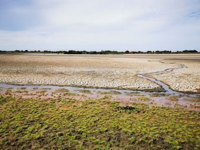 Agua que brotó en la laguna de Santa Olalla de Doñana el 1 de septiembre. / ESTACIÓN BIOLÓGICA DE DOÑANA