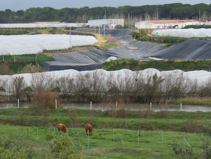 Cultivos de fresa junto al arroyo de La Cañada, en Doñana.