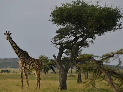 Jirafas en la sabana de Masái Mara, en Kenia.