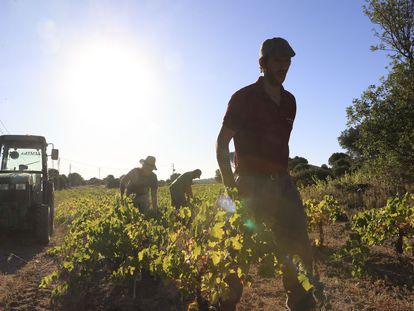Un agrocultor recoge las uvas en un capazo durante la vendimia en la Bodega las Moradas de San Martín, en la localidad madrileña de San Martín de Valdeiglesias
