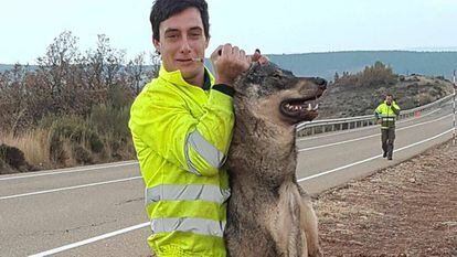 Uno de los hombres que atropell&oacute; a un lobo ib&eacute;rico en Castilla y Le&oacute;n, con el animal muerto.