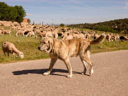 Un mastín protege un rebaño de ovejas, en una imagen de archivo.
