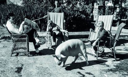 Una família al jardí de casa seva en companyia d'un porc.