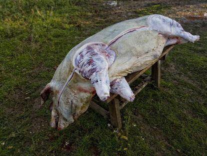 Un porc mort duran una matança a Maria de la Salut (Mallorca).