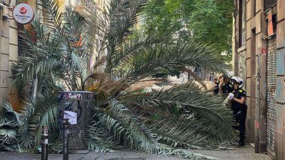 La palmera ha caído en la calle Joaquím Costa del barrio del Raval en Barcelona el pasado agosto.