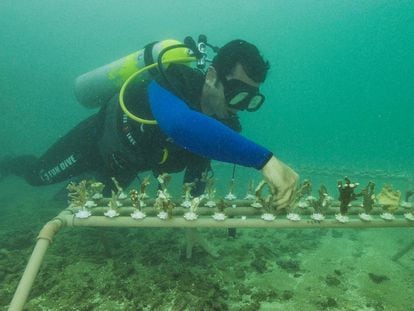 Un integrante del proyecto Coralizar siembra corales en los arrecifes de Porto de Galinhas (Brasil).