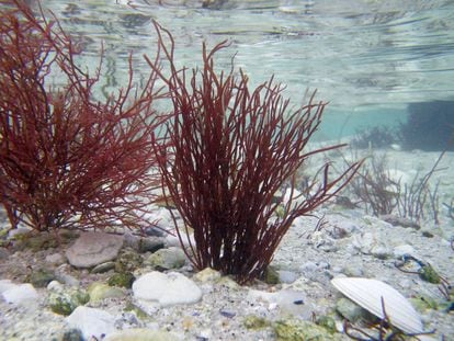La 'Gracilaria gracilis' es una alga roja propia del Atlántico cuyos gametos masculinos son incapaces de moverse en busca de los femeninos, por lo que depende de terceros para reproducirse. Se creía que solo el agua hacía de vector, pero ahora unos pequeños crustáceos se han añadido a la lista.