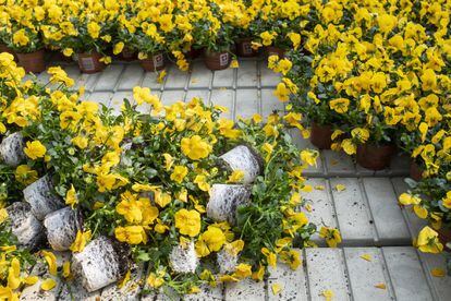Nadie envía flores en tiempos del coronavirus, y las floristerías y viveros se encuentran entre las empresas afectadas por la pandemia. La imagen del vivero Meier, en Neftenbach (Suiza), muestra otra triste realidad: las flores también se marchitan.