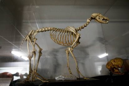 Un esqueleto de perro con cinco patas y seis pies, en el Museo Veterinario de la Complutense.