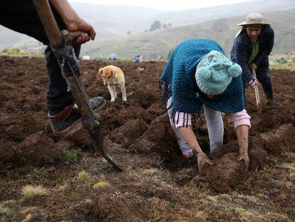 Un grupo de campesinos realizan el volteo de la tierra de cultivo, el 14 de noviembre de 2023, en San José de Apata, provincia de Jauja (Perú).