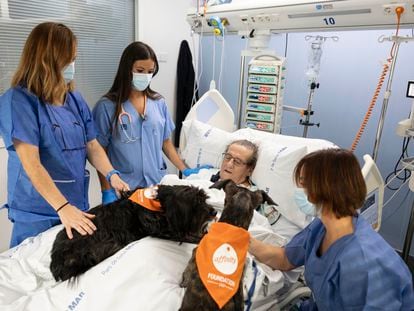 Vida y Lu, los dos perros que participan en el programa, en la cama de Francisco, en la UCI del hospital del Mar.