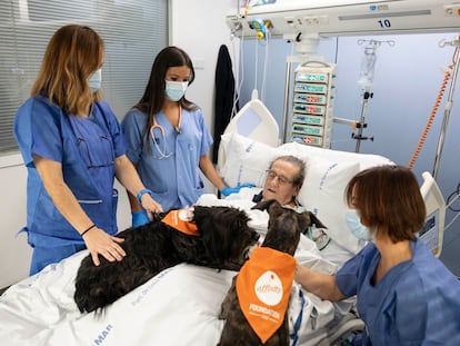 Vida y Lu, los dos perros que participan en el programa, en la cama de Francisco, en la UCI del hospital del Mar.