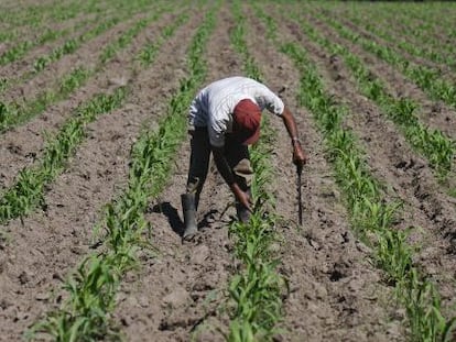 Un campesino trabaja en un cultivo de ma&iacute;z en El Salvador. 