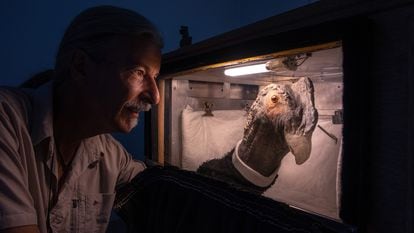 Luis Jácome utiliza una máscara de látex en forma de cóndor para alimentar a uno de los polluelos que nacen en cautividad, antes de ser liberados.