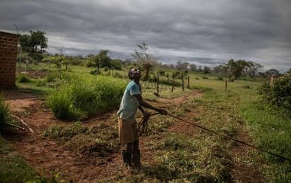 Un trabajador en la granja de Linah y Godfrey Hapaka, parte de un proyecto administrado por el Programa Mundial de Alimentos para promover la agricultura inteligente ante la sequía recurrente, mira las nubes en Kaumba (Zambia) el mes pasado.