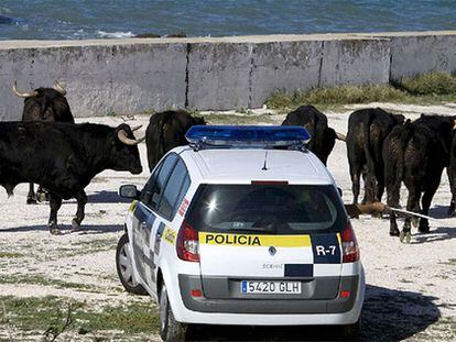 Una patrulla de la Policía Municipal de Cádiz intenta reagrupar a los toros que se escaparon del rodaje de una película protagonizada por Tom Cruise.