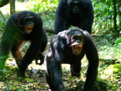Los chimpanc&eacute;s necesitan coordinarse en sus conflictos entre grupos.