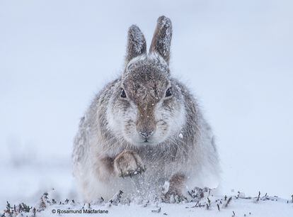 La fotógrafa británica Rosamund Macfarlane consiguió esta imagen de una liebre de montaña en la nieve tras perseguir sus huellas durante horas en los Cairngorms, una cadena montañosa en las Tierras Altas orientales de Escocia.