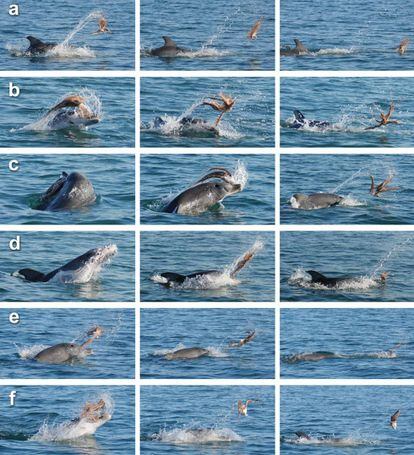 La estrategia del delfín mular para capturar un pulpo.