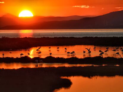 El delta  del Ebro, con flamencos.