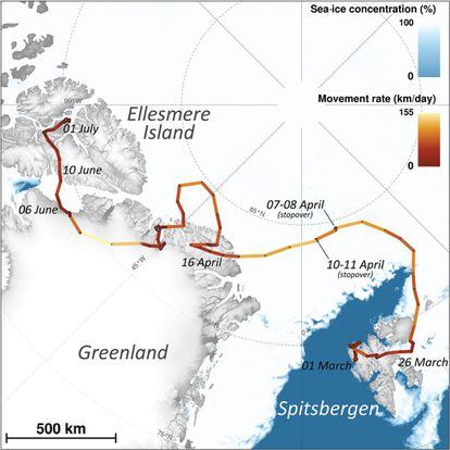 La ruta seguida por la zorra ártica.