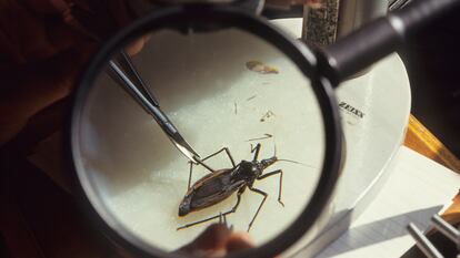Insecto que transmite el parásito de la enfermedad de Chagas, en un laboratorio del Instituto Oswaldo Cruz, en Río de Janeiro (Brasil).