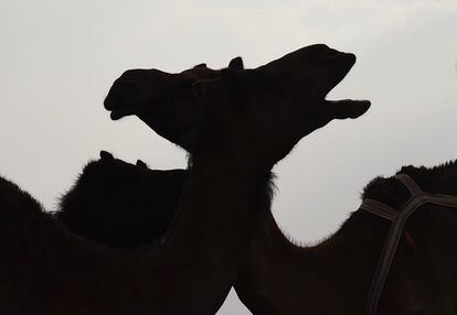 Dos camellos en el Festival anual del Camello Rey Abdulaziz en Rumah, Arabia Saudí.