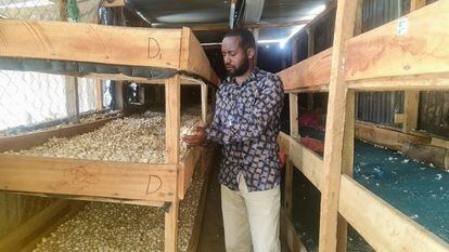 Moses Karimi sostiene unas plántulas de ajo en su granja en Kiawara, en el condado keniano de Nyeri.