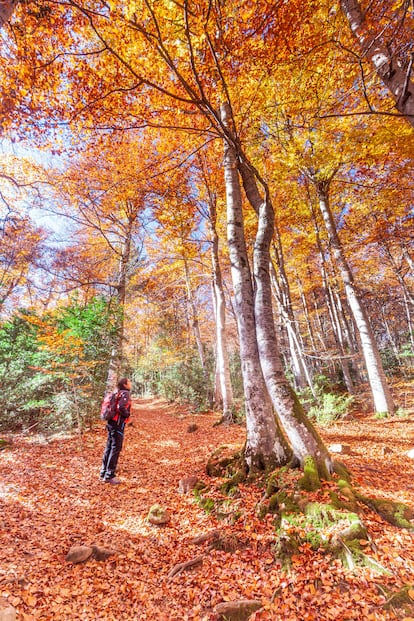 Un senderista en el bosque del Betato, en Piedrafita de Jaca (Huesca).
