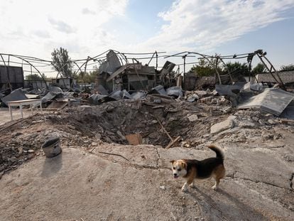 Una granja en la provincia ucrania de Zaporiyia, destruida este jueves tras un bombardeo ruso.