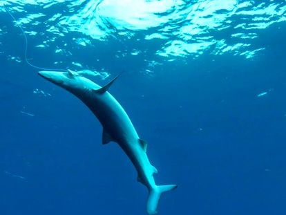 Un ejemplar de tintorera capturado mediante un palangre en aguas de Mallorca.