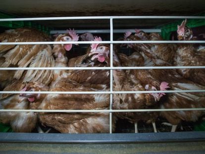 Una jaula de gallinas ponedoras en España.