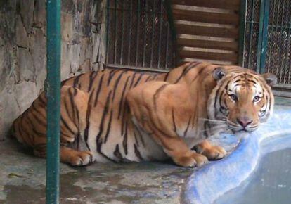 Uno de los tigres de 'El club de los animalitos'.