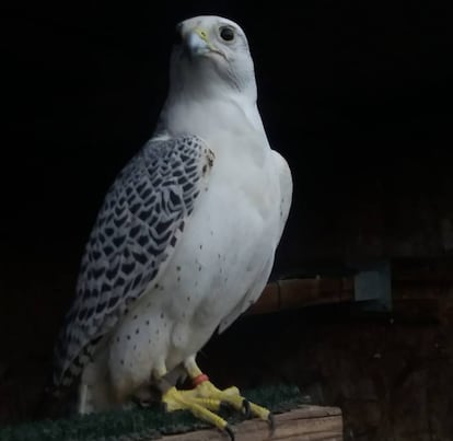 El falcó blanc.