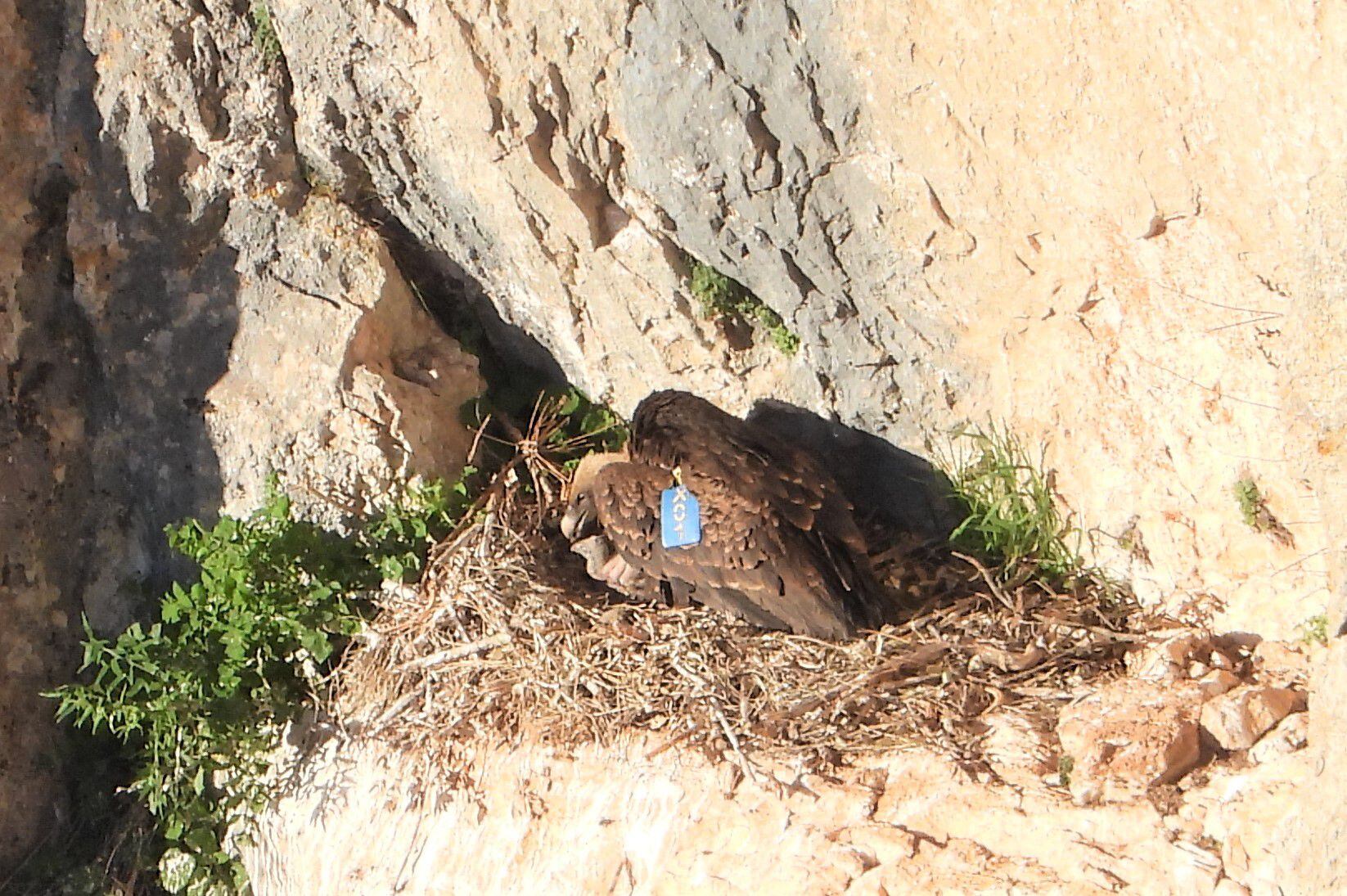 El buitre moteado africano con el pollo híbrido en el nido. 