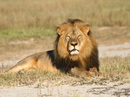 El león Cecil, abatido por un cazador estadounidense.