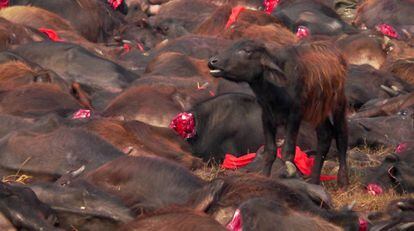 Animales sacrificados durante el último sacrificio ritual en Nepal.