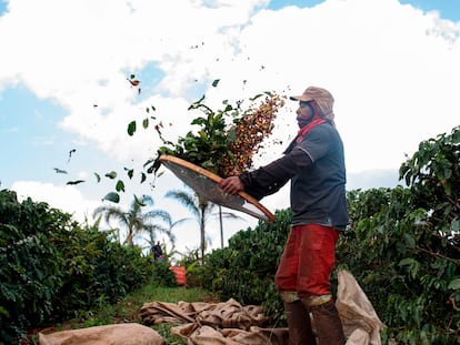 Un campesino separa las bayas de café de las hojas en una plantación brasileña.