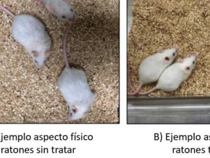 Imagen comparativa de ratones que recibieron el tratamiento. 