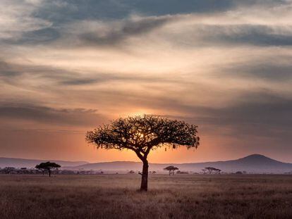 Imagen del parque nacional del Serengueti, en Tanzania