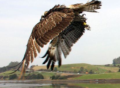 <i>Panchita</i>, águila pescadora del Eo, en el momento de ser liberada tras su marcaje, en una imagen cedida por FAPAS.