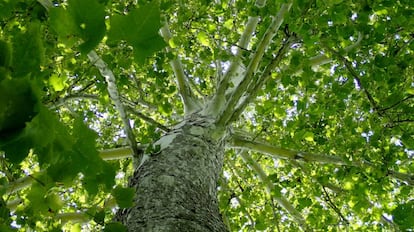 Reforestación: Planta árboles y salva el planeta | Alterconsumismo |  Planeta Futuro | EL PAÍS