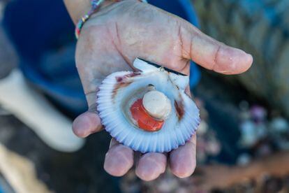 Peru shells fan