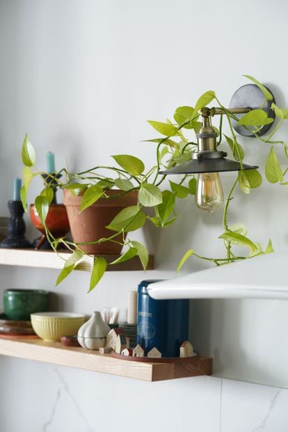 The best thing about pothos is that if you cut pieces and put them in water, the cuttings come out directly.